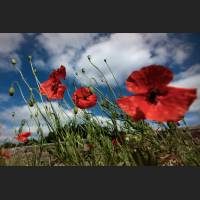 Mohn_2010.jpg