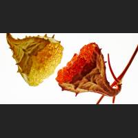 Yellow and Red.jpg